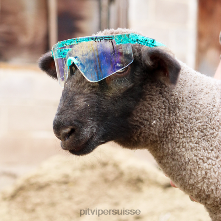 vipère suisse 8L2Z6104 le baja blaster des années 2000